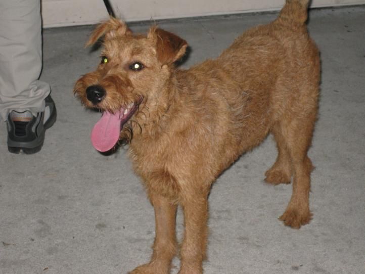 Brown terrier