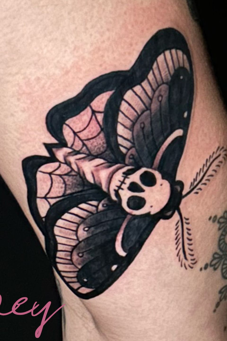 Joey deadhead moth1