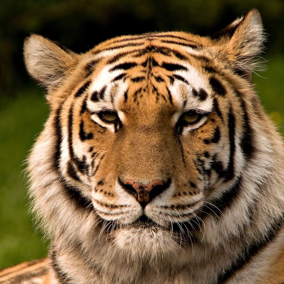Https upload.wikimedia.orgwikipediacommons441siberischer tiger de edit02