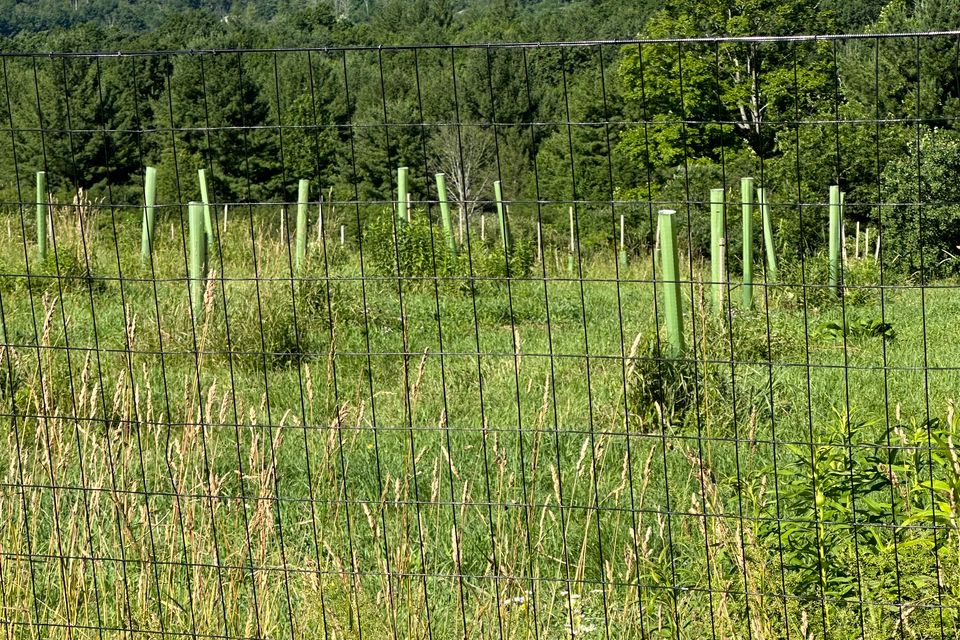 Img 4877