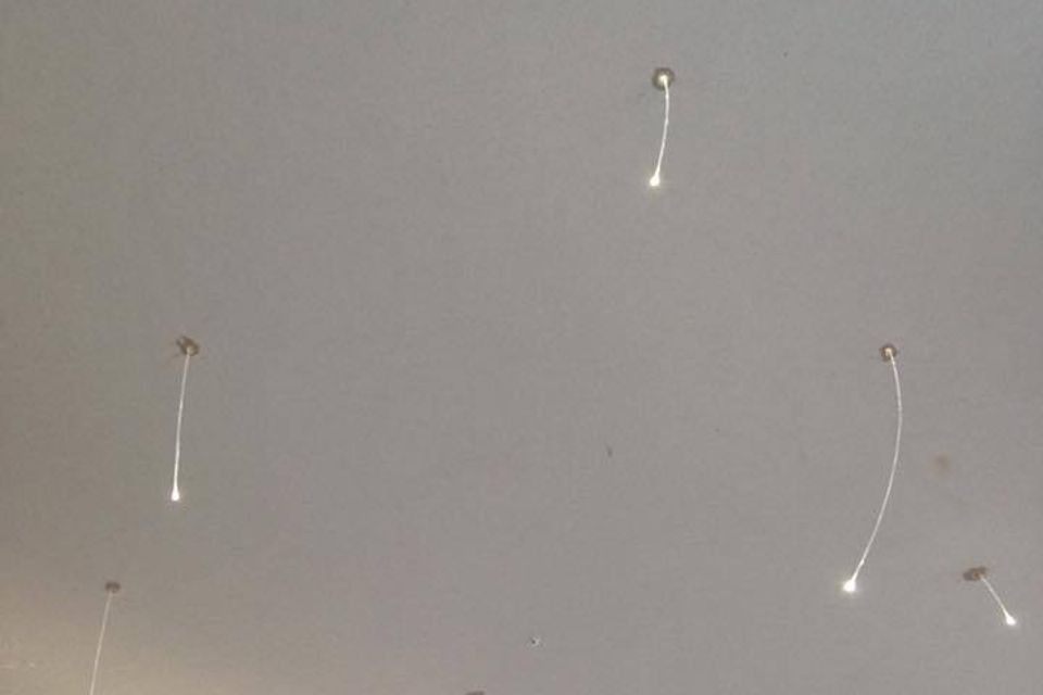 17457991 1343069165759032 4657005703277419498 n