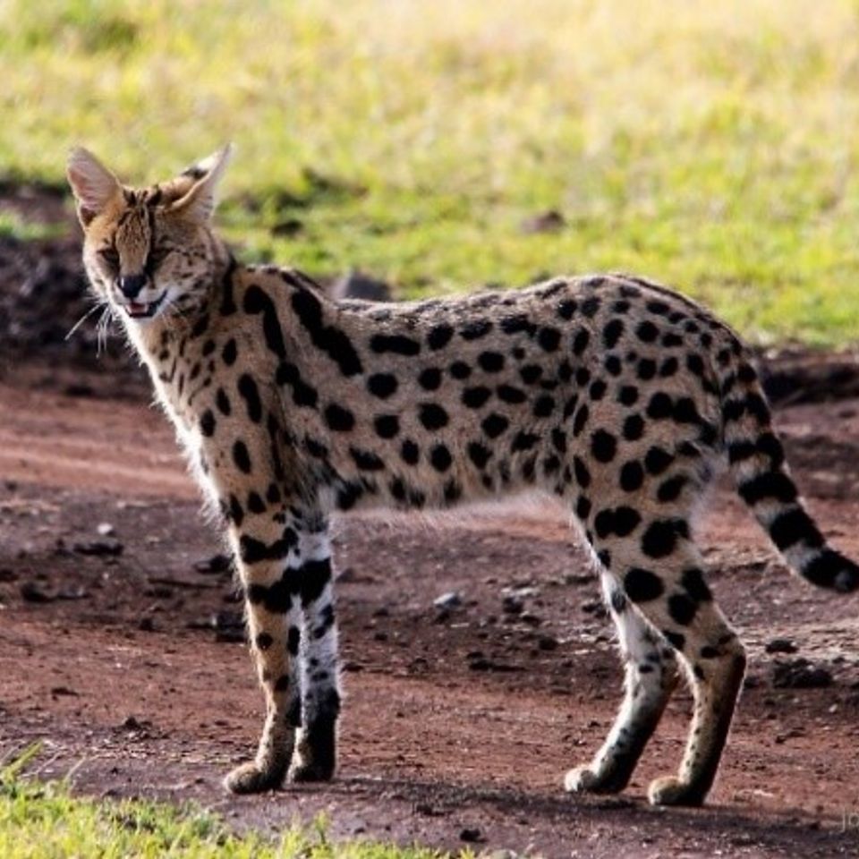 Serval 1