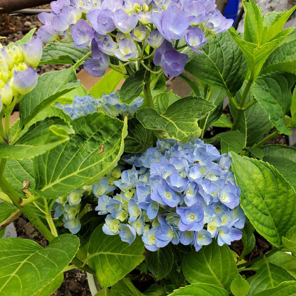Hydrangea 4