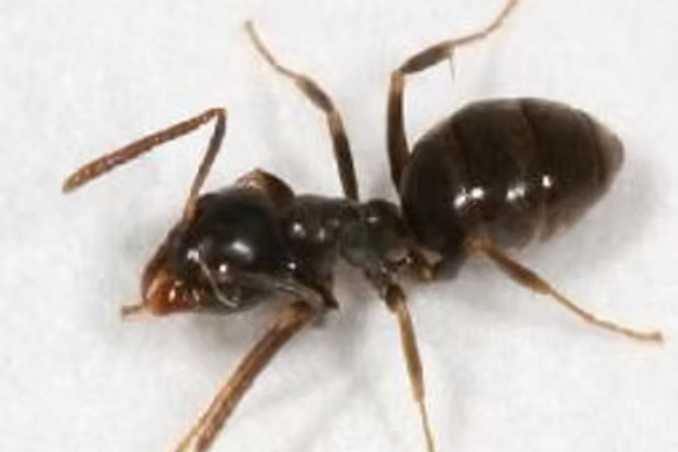 Ants3 odorous house ant