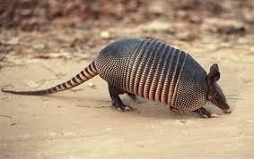 Armadillo20170211 15427 1j3198o