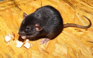 Rat 2804058 960 72020180118 19844 1iiywlr