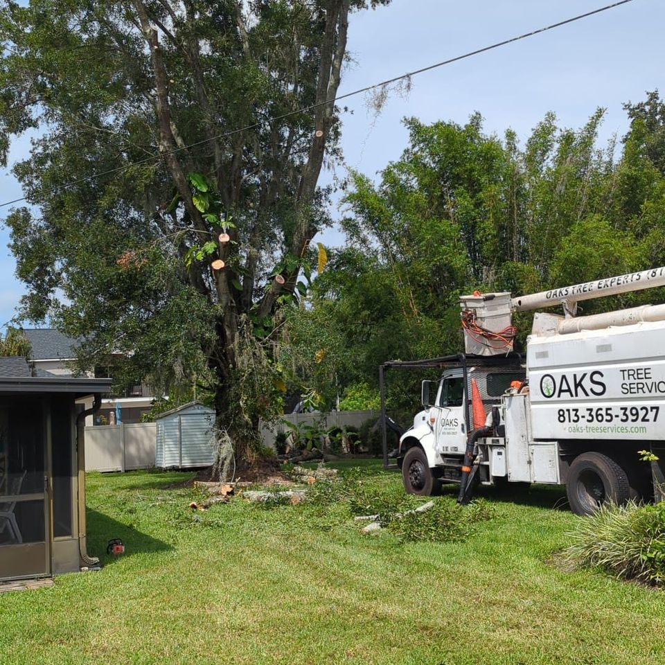 Tree trimming tampa fl