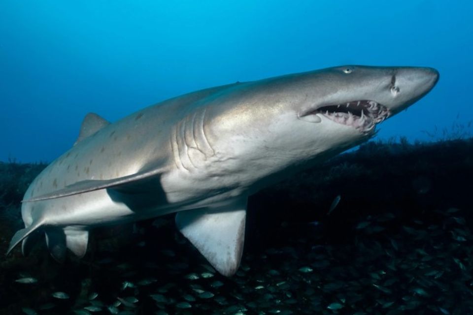 Sand tiger