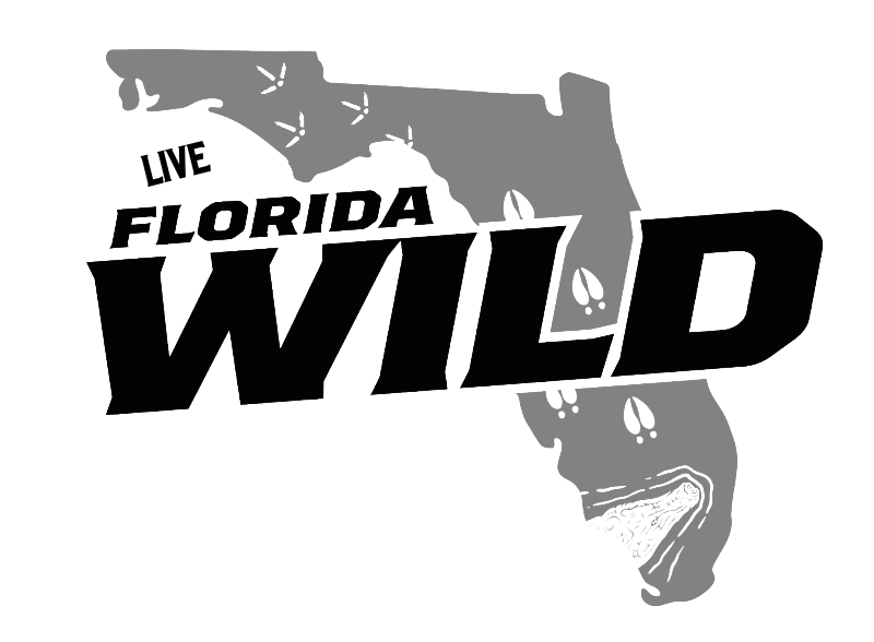 Florida Wild
