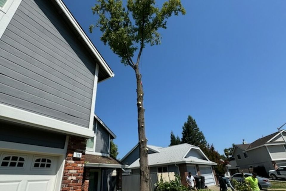 Tree trimming Roseville