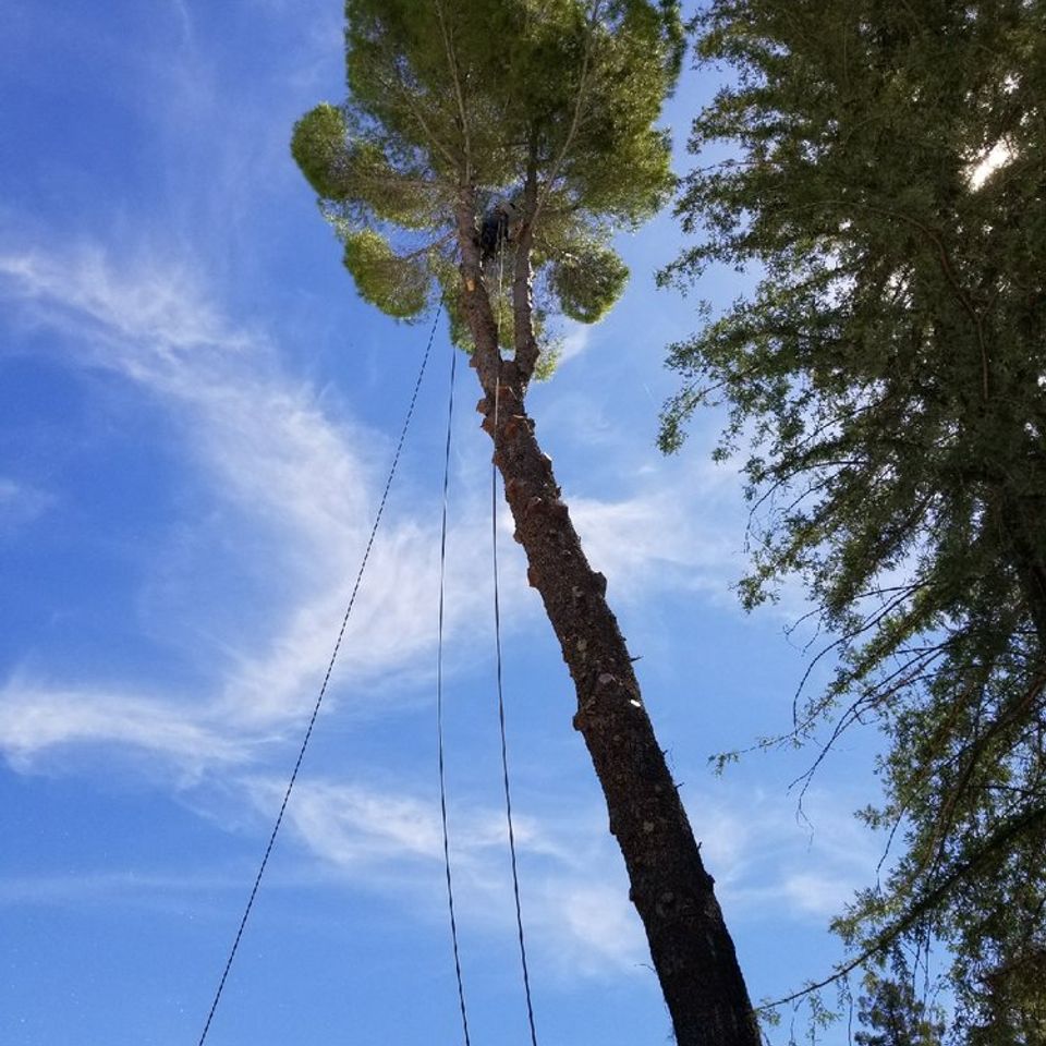 Safe and efficient large-scale tree removal in Placer County by Lyons Tree Service, featuring expert climbing techniques and high-tension rigging for difficult backyard removals