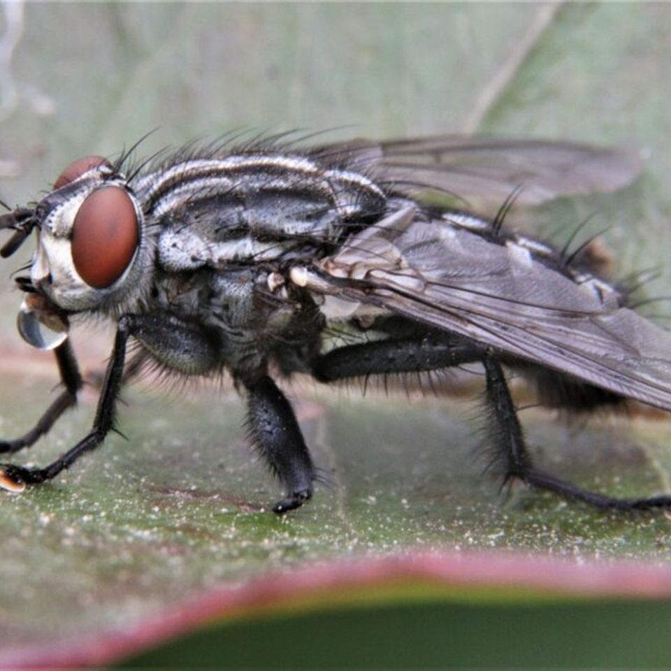 Black fly on a leaf 1024x633