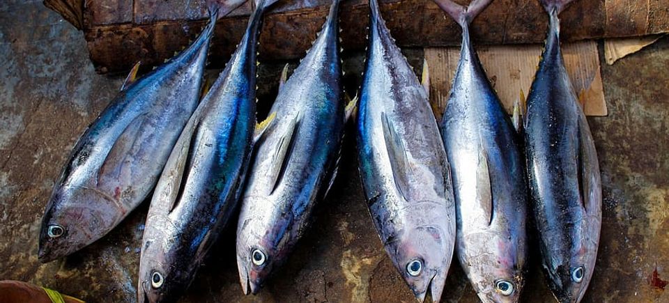 Tuna3