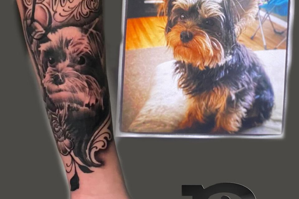 Josh dog portrait