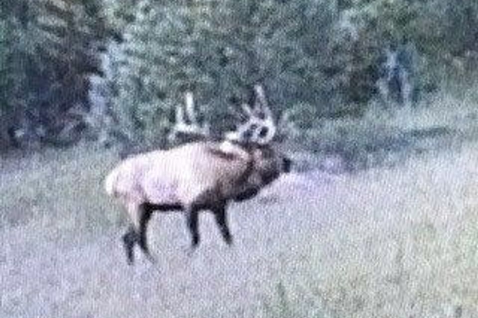 Big bull at apple tree 2021