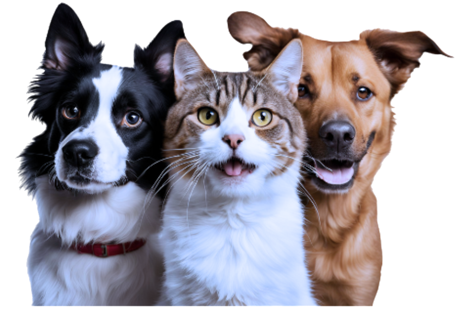 Paws dog cat dog