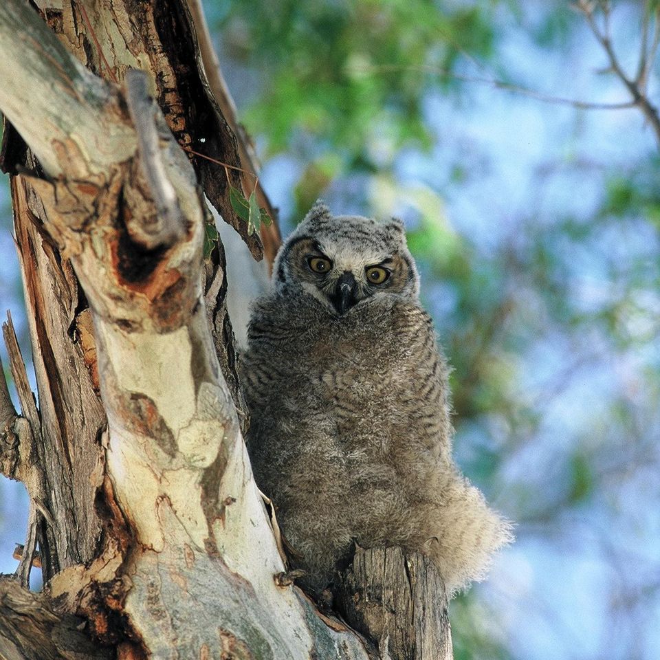 Chuckgraham greathornedowl img04520121211 21833 onz51p 0
