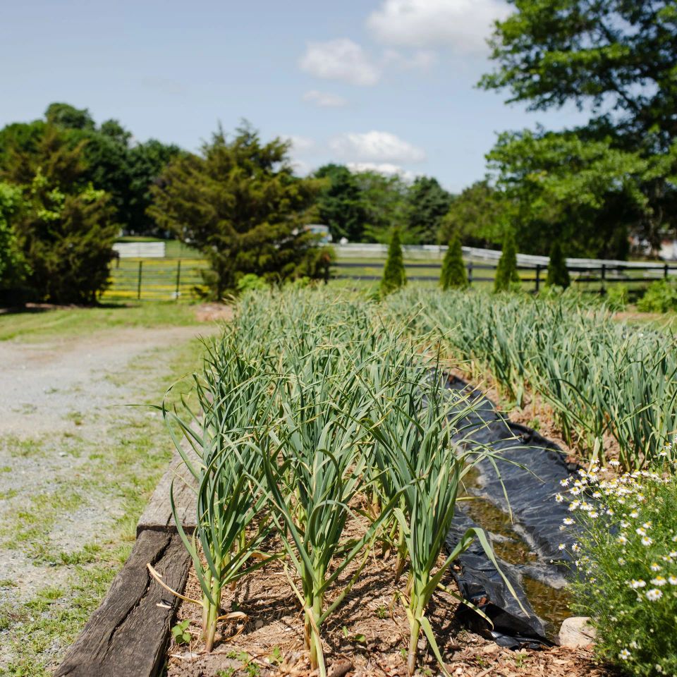 Green forest spring 24 031 1920w