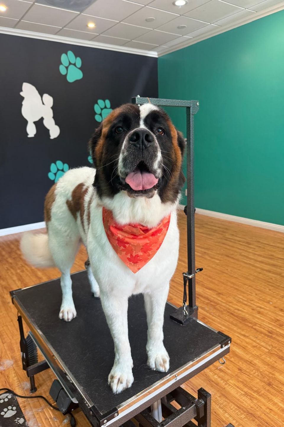 Woofsp7