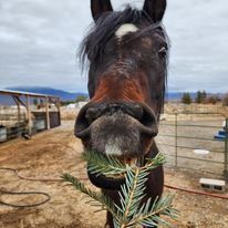 Horse eating christmas tree