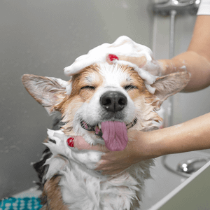 dog bath spring valley