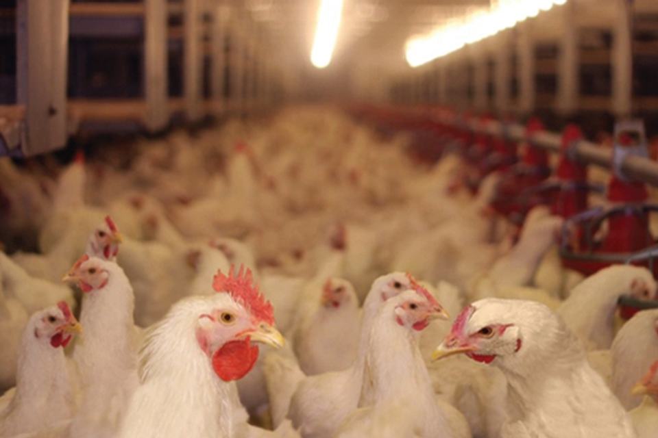 Chickens