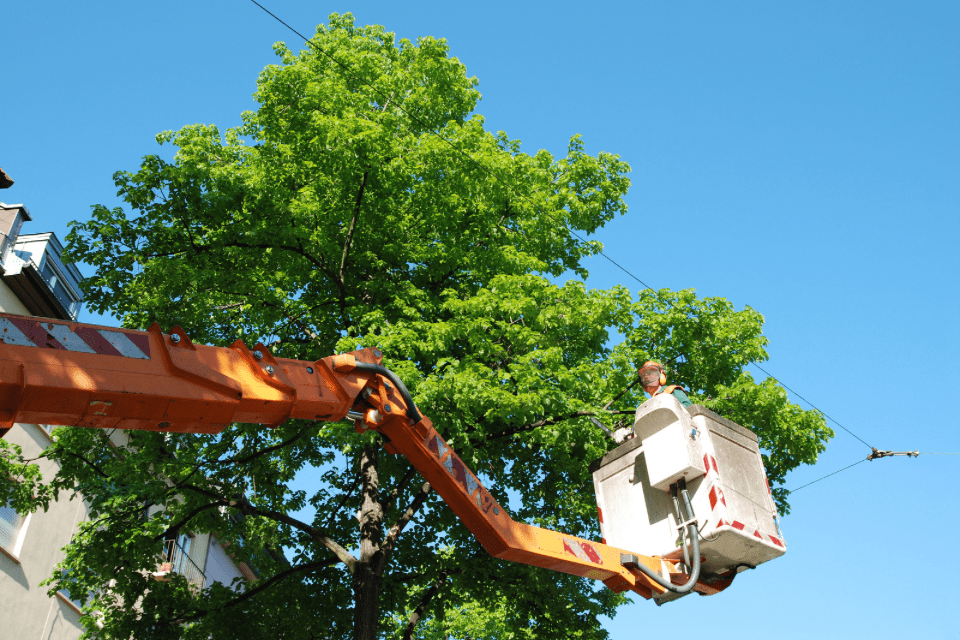 crane assisted tree removal