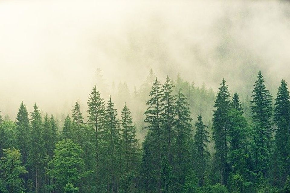 Fog 3622519 640