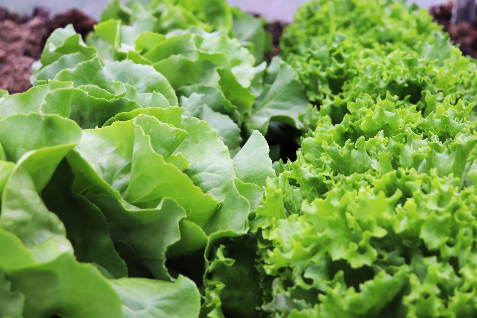 Lettuce ge0a91fc4d 1920
