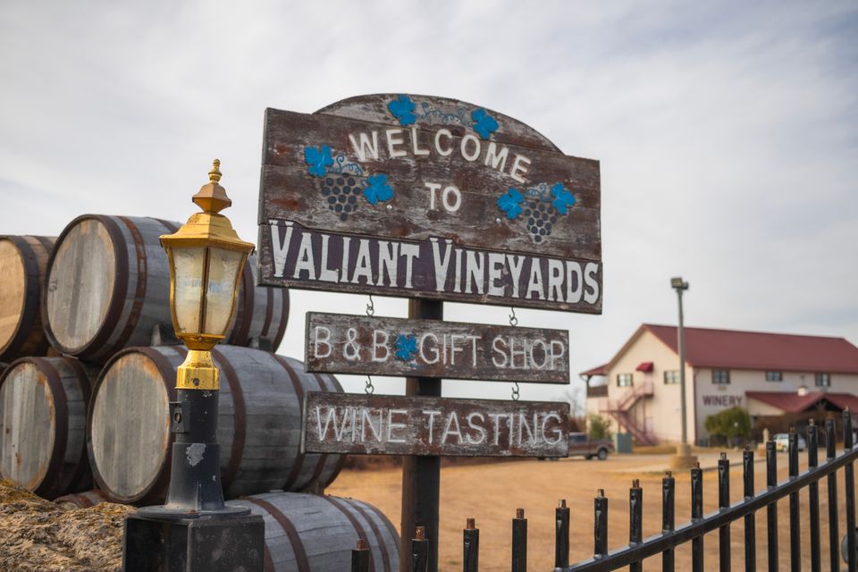 20241108 valiant vineyards autumn
