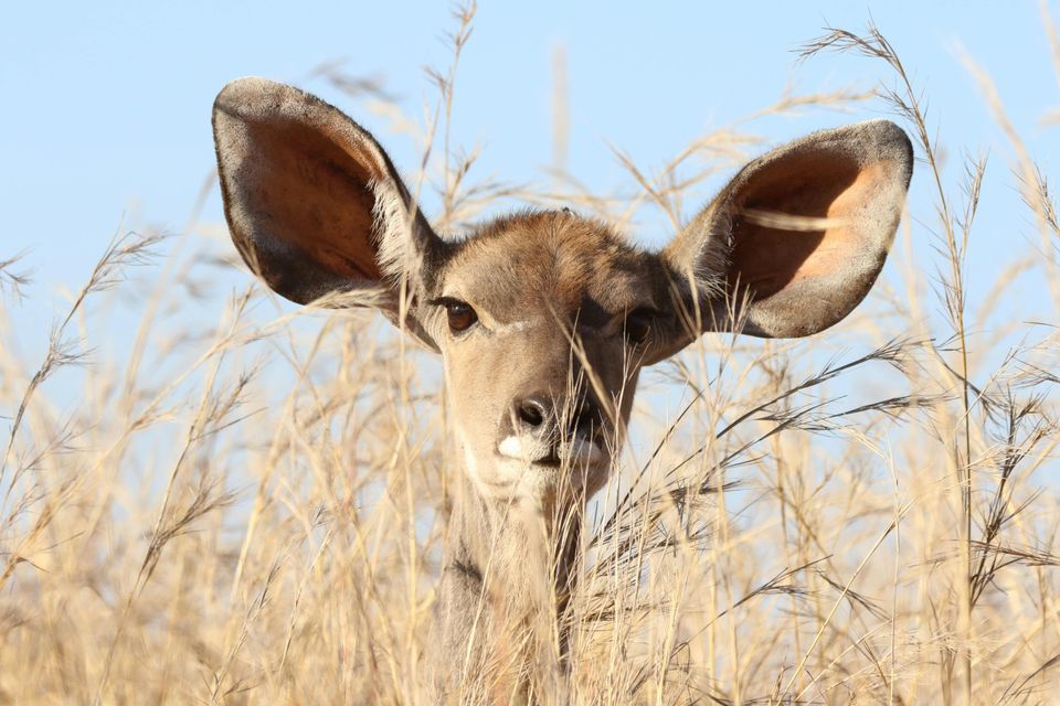 Ears