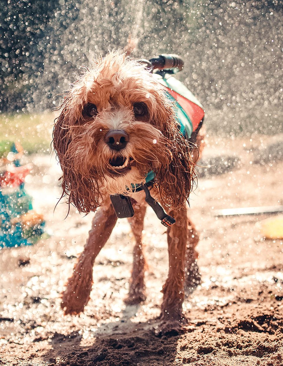 Lakedog