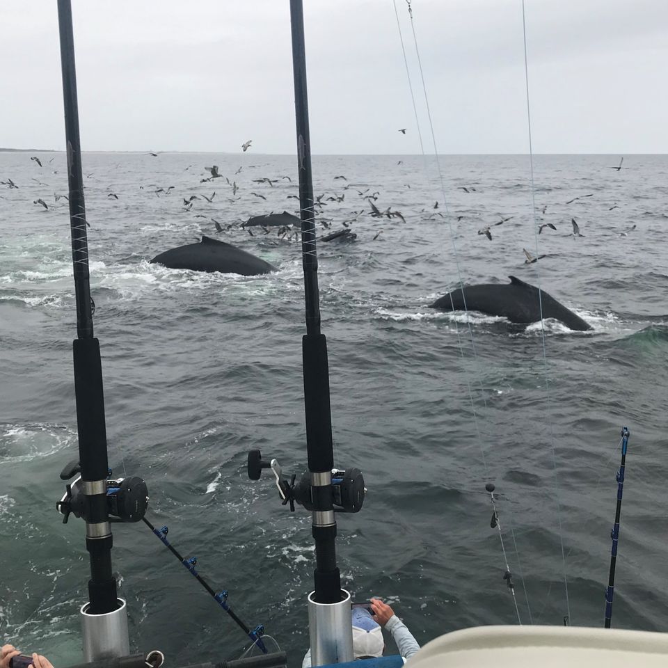 Whales birds feeding reels and rods