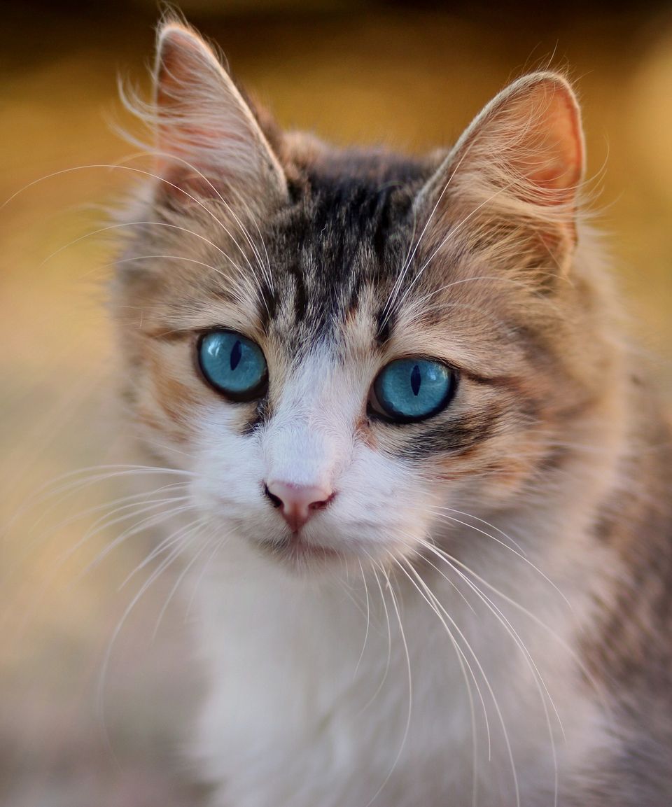 Cat g0899850ce 1920