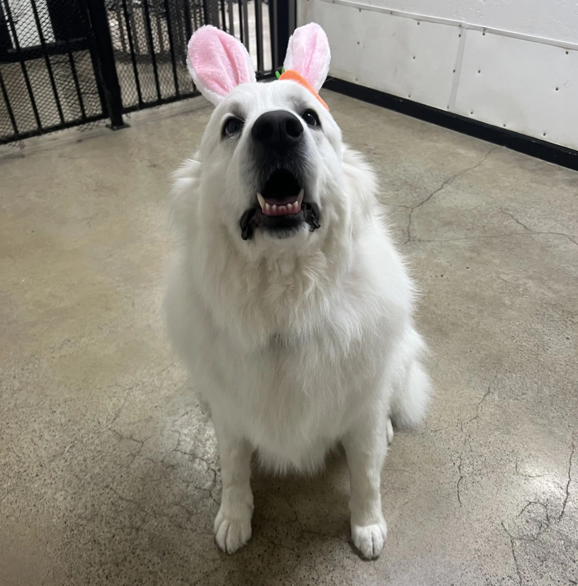 Above & Beyond Pet Grooming