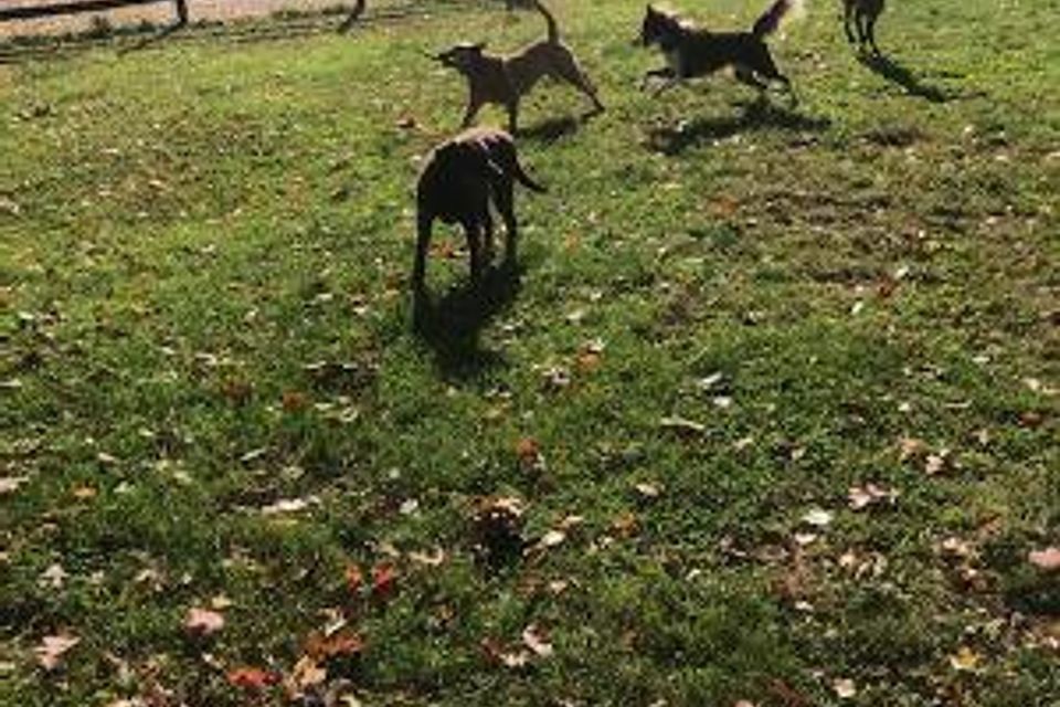 4dogs