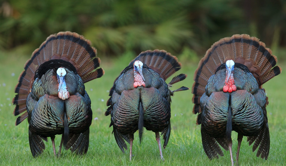 Screenshot 2026 02 23 at 11.03.46 am