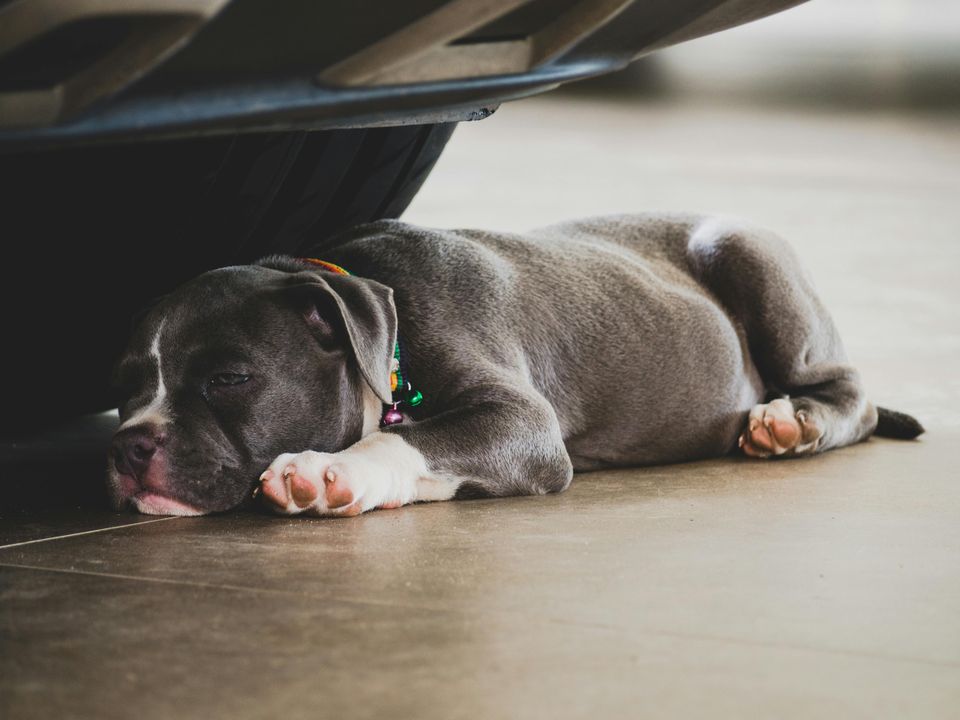 Pocket bully pup laying down