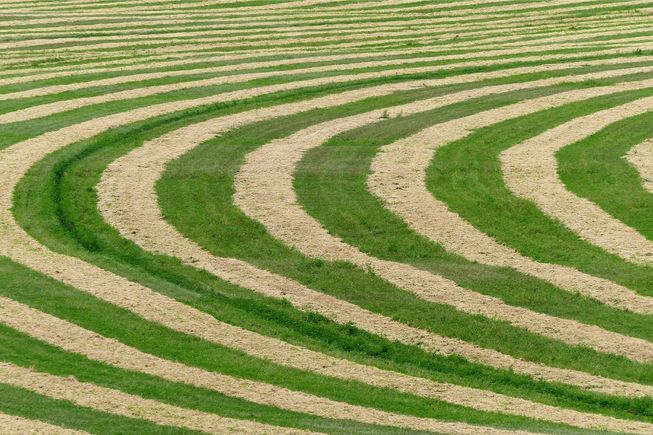 grass harvest - seeds available at Eastern Colorado Seed