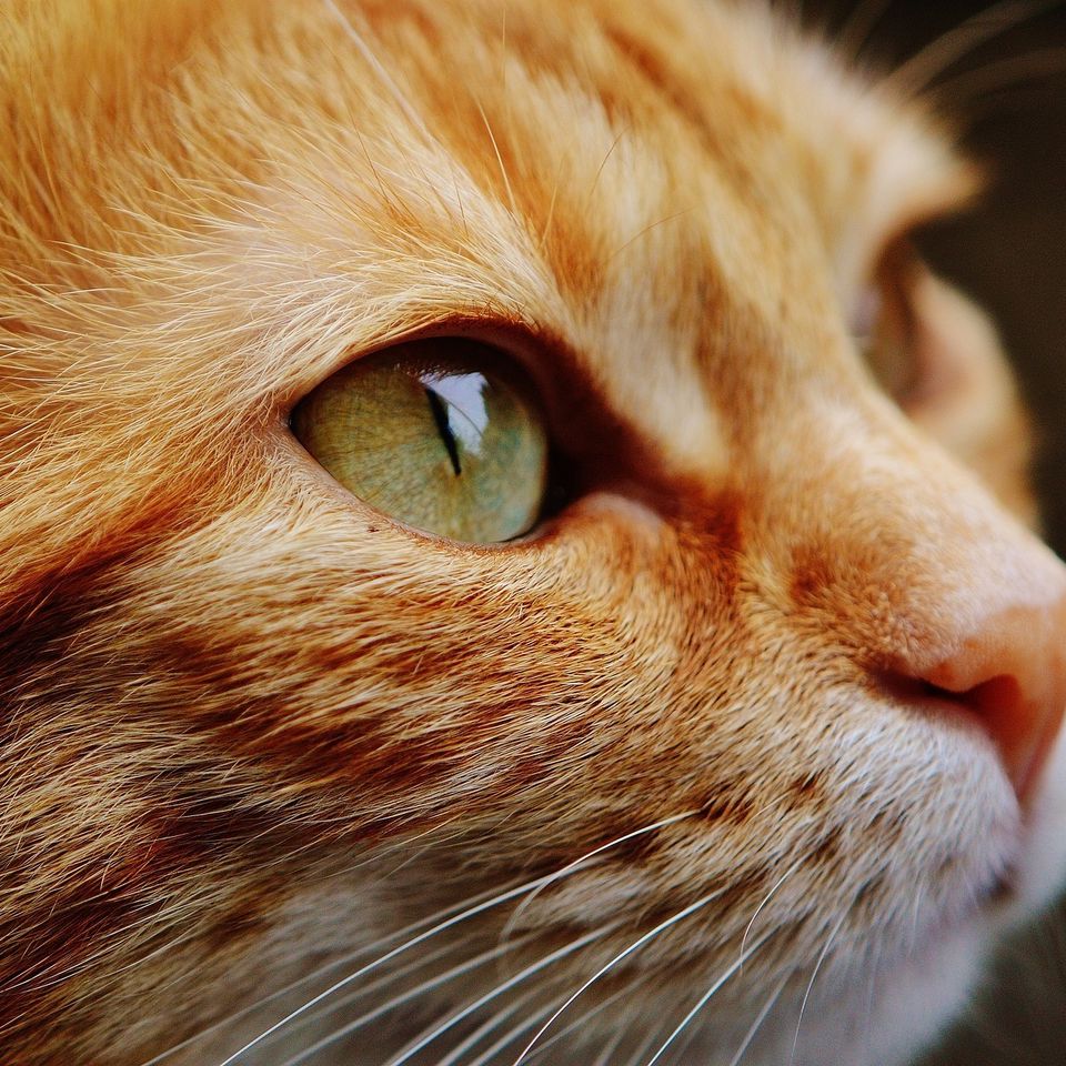 Cat 57e4d0464e 1920