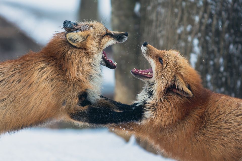 Fox g21918420a 1920