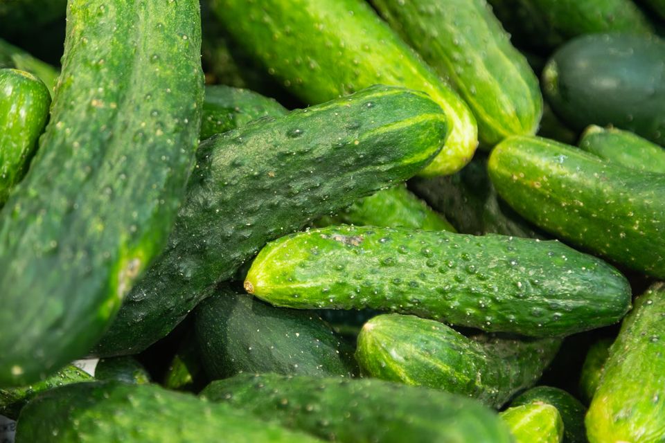 Project full plate cucumbers