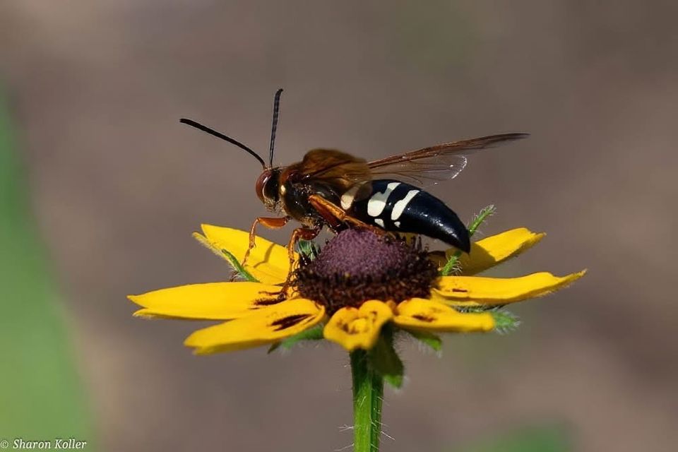 Cicada killer