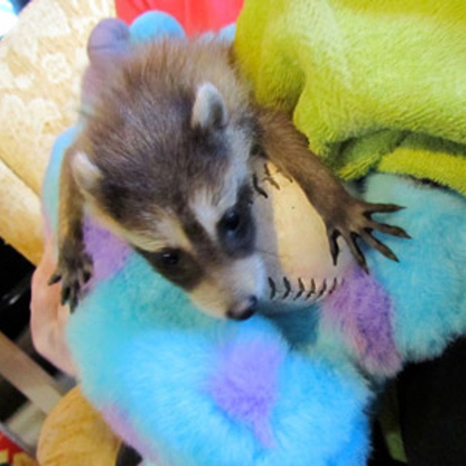 Raccoon Wild Kritters of Niagara County NY