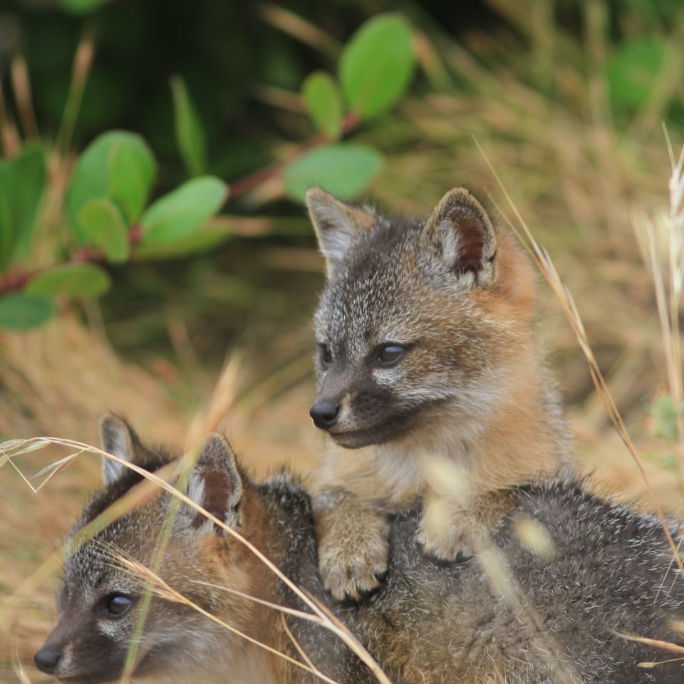 Chuckgraham islandfoxpups img013