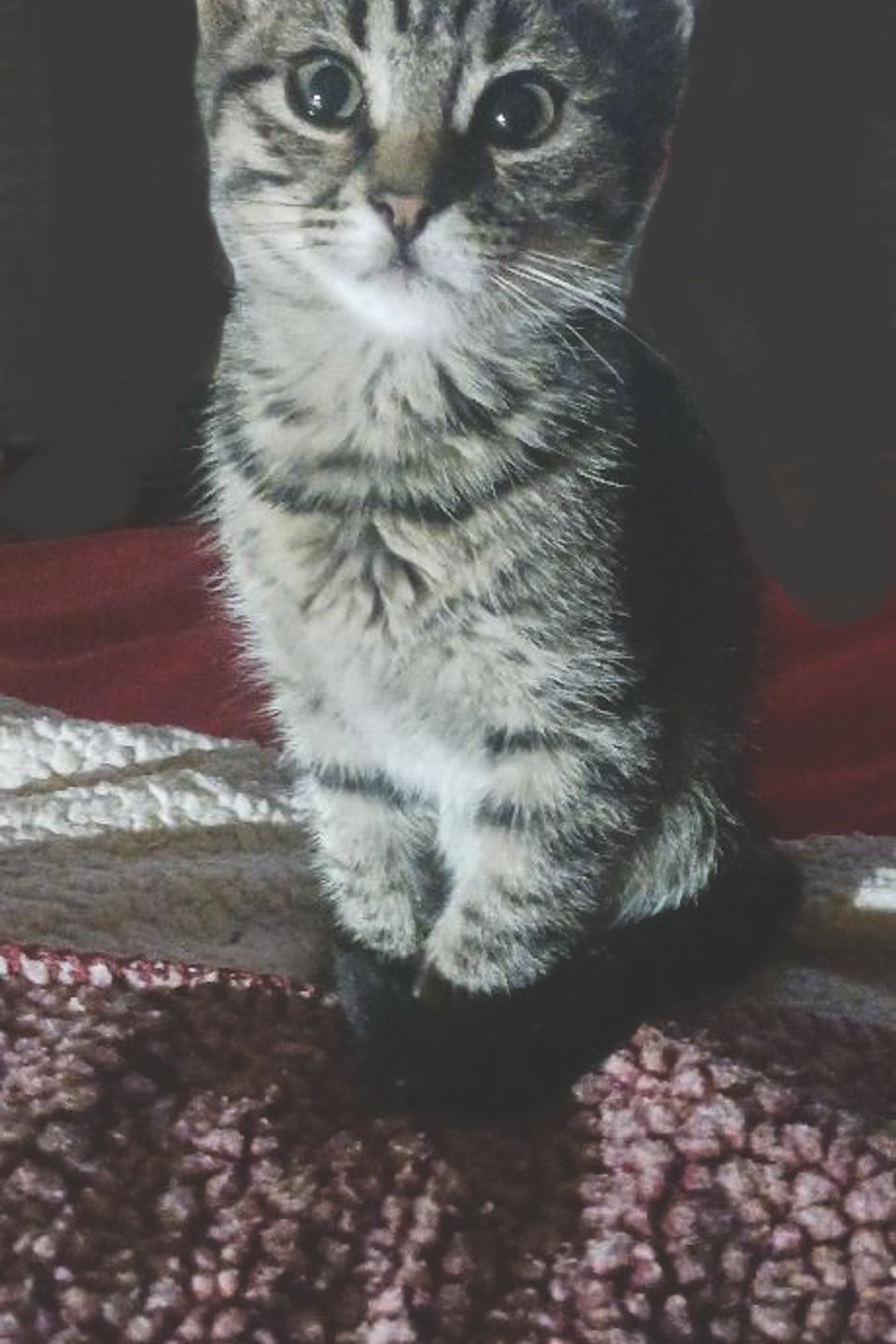 Buffy