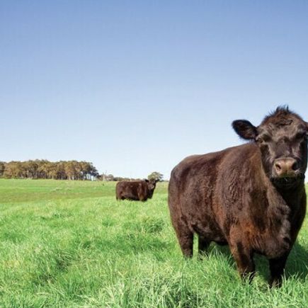 Perennial ryegrass - ECS