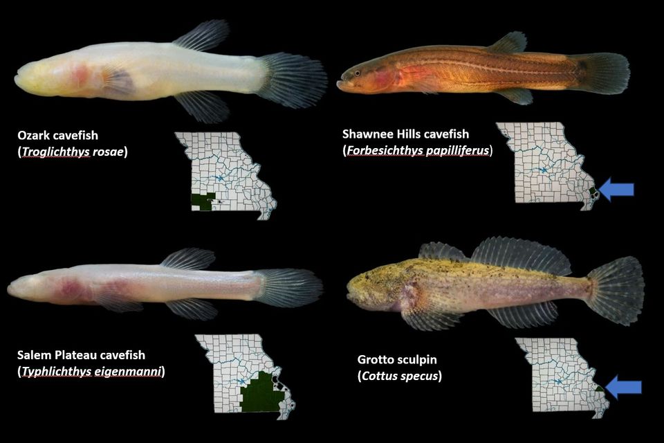 Cavefish collage 3