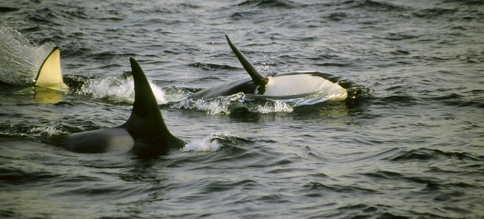 Wildlifeslideshow220121203 1864 1kliv2w 0