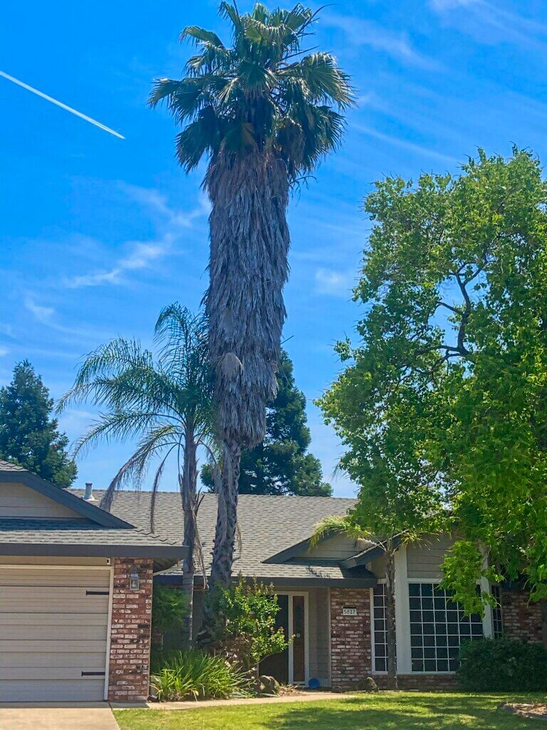 palm tree removal roseville 